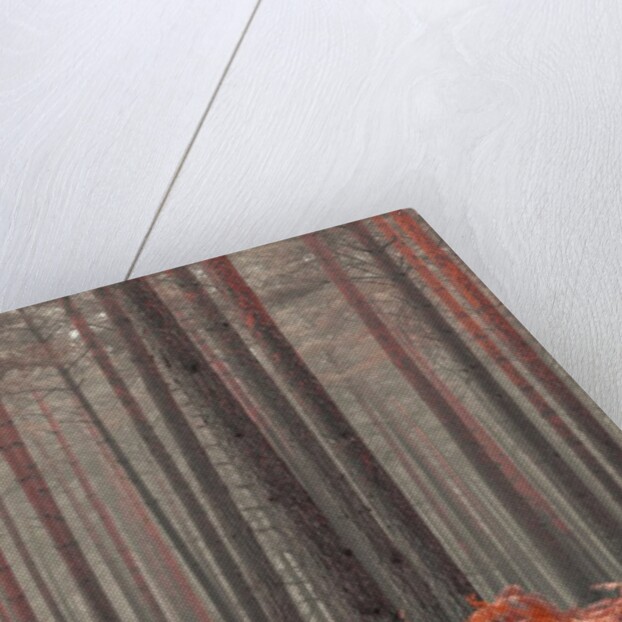 Misty Forest by Assaf Frank